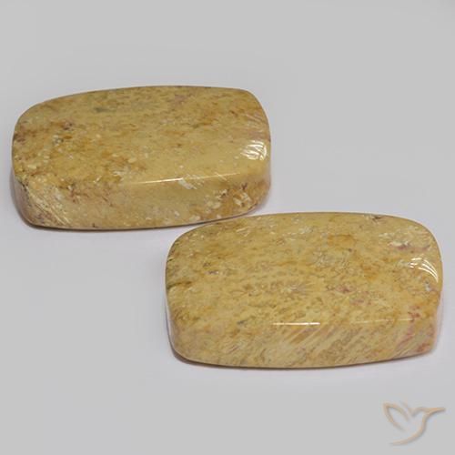 Shop natural 28.04ct Multicolore corail fossile gems, Coussin, from Indonésie at GemSelect. In stock, global shipping!