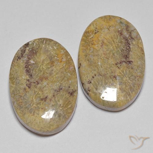Shop natural 17.68ct Multicolore corail fossile gems, ovale, from Indonésie at GemSelect. In stock, global shipping!