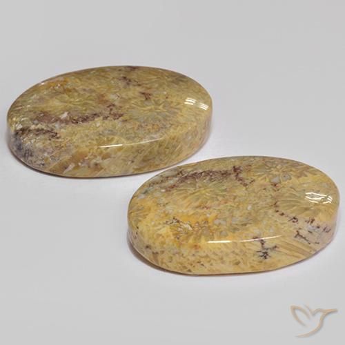 Shop natural 17.68ct Multicolore corail fossile gems, ovale, from Indonésie at GemSelect. In stock, global shipping!