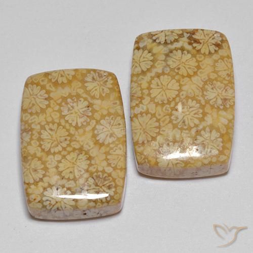 Shop natural 22.29ct Multicolore Corail fossile gems, Coussin, from Indonésie at GemSelect. In stock, global shipping!