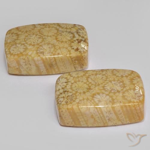 Shop natural 22.29ct Multicolore Corail fossile gems, Coussin, from Indonésie at GemSelect. In stock, global shipping!