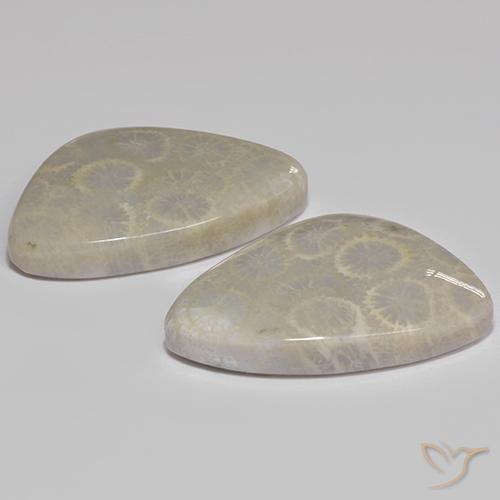 Achetez naturel 27.77ct Multicolore Corail fossile gems, Forme fantaisie, En provenance Indonésie chez GemSelect. En stock, livraison internationale!