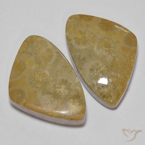 Shop natural 29.23ct Multicolore corail fossile gems, Fantaisie, from Indonésie at GemSelect. In stock, global shipping!