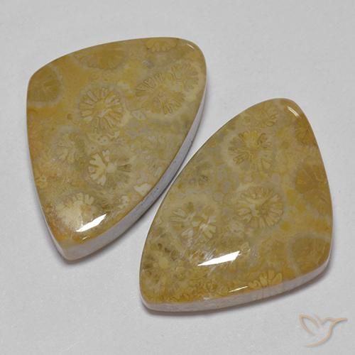 Shop natural 29.23ct Multicolore corail fossile gems, Fantaisie, from Indonésie at GemSelect. In stock, global shipping!