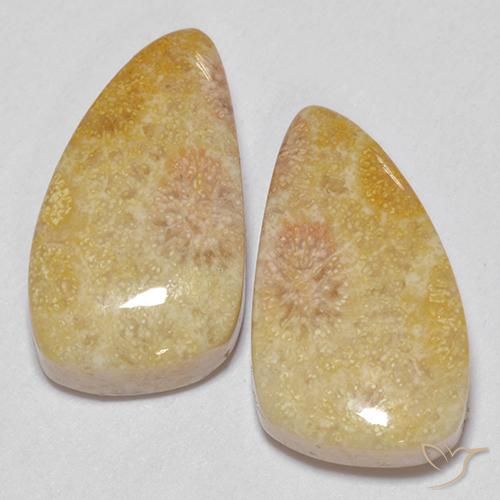 20.83ctw Naturel Multicolore corail fossile, Fantaisie, Opaque