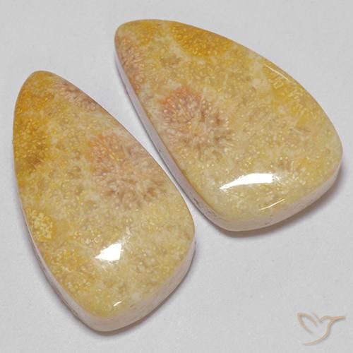 Shop natural 20.83ct Multicolore corail fossile gems, Fantaisie, from Indonésie at GemSelect. In stock, global shipping!