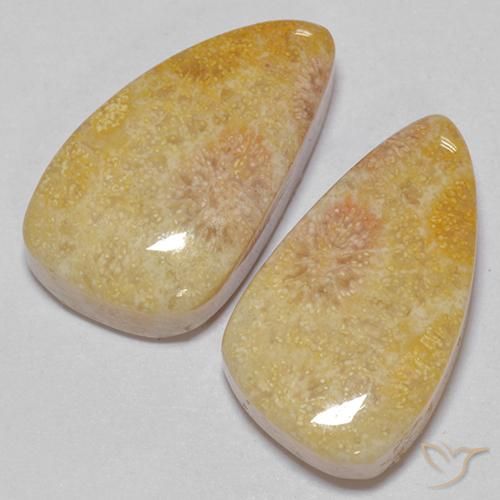 Shop natural 20.83ct Multicolore corail fossile gems, Fantaisie, from Indonésie at GemSelect. In stock, global shipping!