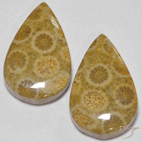 Achetez naturel 17.56ct Multicolore Corail fossile gems, En forme de poire, En provenance Indonésie chez GemSelect. En stock, livraison internationale!