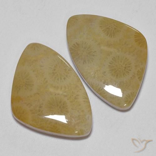 Shop natural 23.43ct Multicolore corail fossile gems, Fantaisie, from Indonésie at GemSelect. In stock, global shipping!