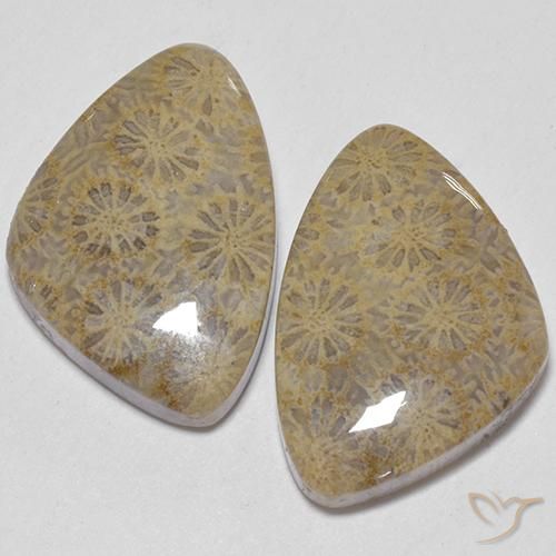 25.49ctw Naturel Multicolore Corail fossile, Fantaisie, Opaque