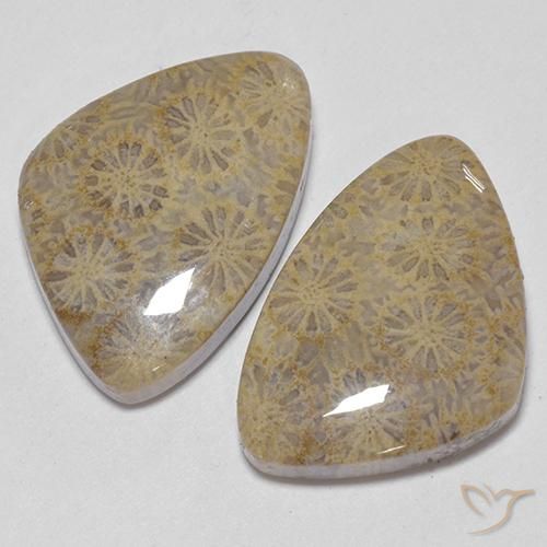 Shop natural 25.49ct Multicolore corail fossile gems, Fantaisie, from Indonésie at GemSelect. In stock, global shipping!
