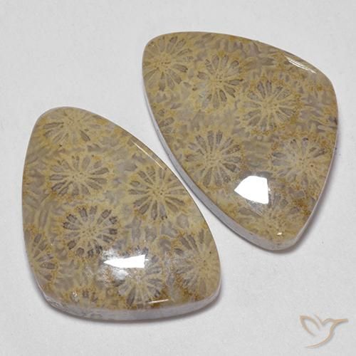 Shop natural 25.49ct Multicolore corail fossile gems, Fantaisie, from Indonésie at GemSelect. In stock, global shipping!
