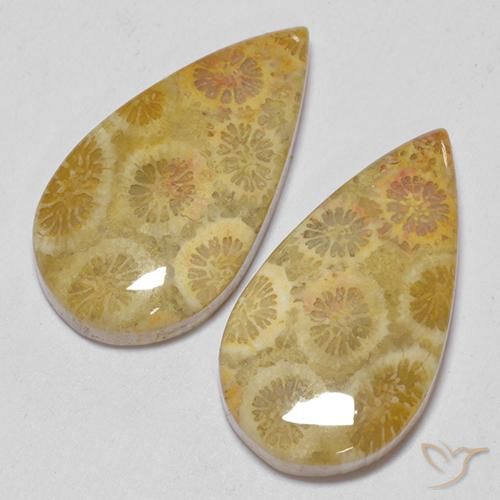 Shop natural 15.93ct Multicolore corail fossile gems, En forme de poire, from Indonésie at GemSelect. In stock, global shipping!