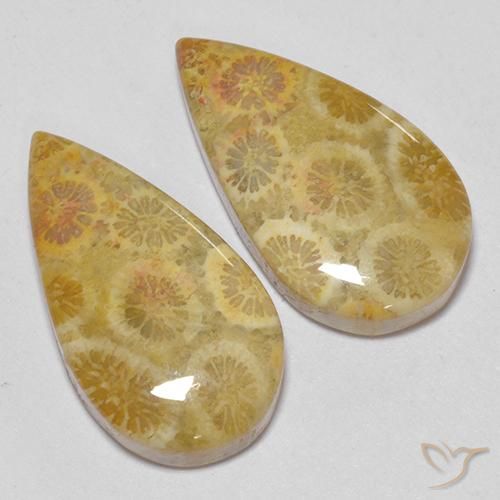 Shop natural 15.93ct Multicolore corail fossile gems, En forme de poire, from Indonésie at GemSelect. In stock, global shipping!
