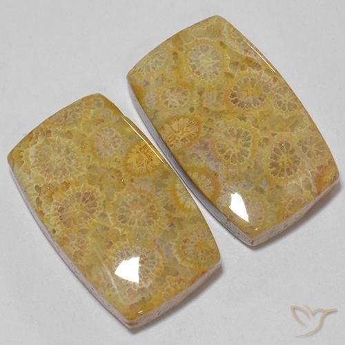 Shop natural 28.73ct Multicolore corail fossile gems, Coussin, from Indonésie at GemSelect. In stock, global shipping!