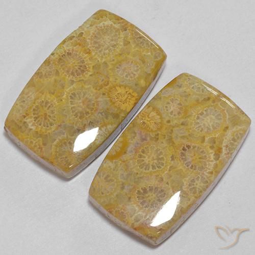 Shop natural 28.73ct Multicolore corail fossile gems, Coussin, from Indonésie at GemSelect. In stock, global shipping!
