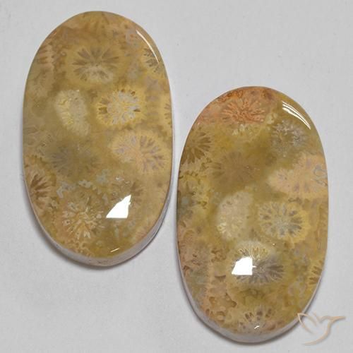 24.74ctw Naturel Multicolore Corail fossile, ovale, Opaque