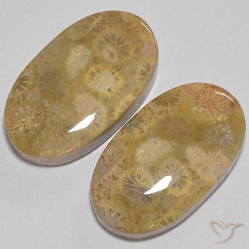 Shop natural 24.74ct Multicolore corail fossile gems, ovale, from Indonésie at GemSelect. In stock, global shipping!