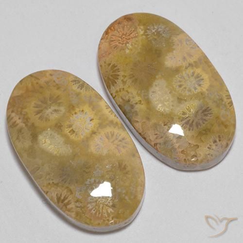 Shop natural 24.74ct Multicolore corail fossile gems, ovale, from Indonésie at GemSelect. In stock, global shipping!
