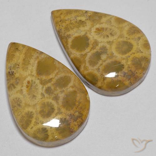 Shop natural 40.40ct Multicolore corail fossile gems, En forme de poire, from Indonésie at GemSelect. In stock, global shipping!