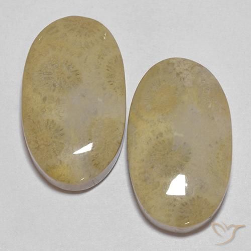 26.68ctw Naturel Multicolore corail fossile, ovale, Opaque
