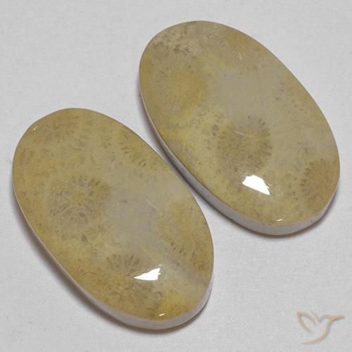 Shop natural 26.68ct Multicolore corail fossile gems, ovale, from Indonésie at GemSelect. In stock, global shipping!