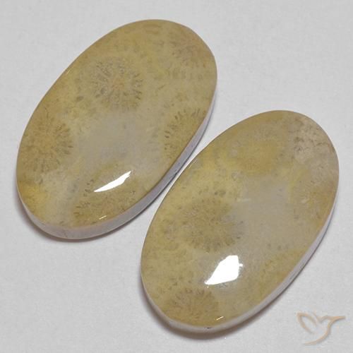 Shop natural 26.68ct Multicolore corail fossile gems, ovale, from Indonésie at GemSelect. In stock, global shipping!