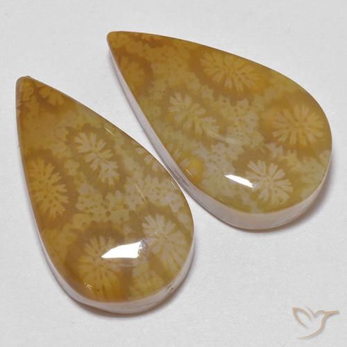 Shop natural 21.24ct Multicolore corail fossile gems, En forme de poire, from Indonésie at GemSelect. In stock, global shipping!