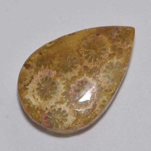 Corail fossile Multicolore naturelle En forme de poire, 13.74 ct, Opaque