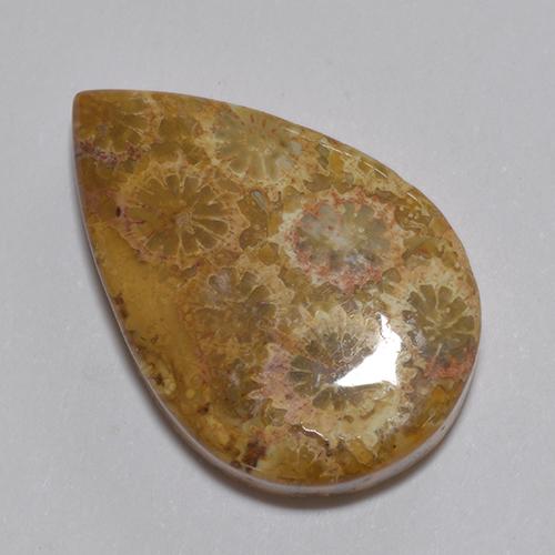 Corail fossile Multicolore naturelle En forme de poire, 13.74 ct, Opaque