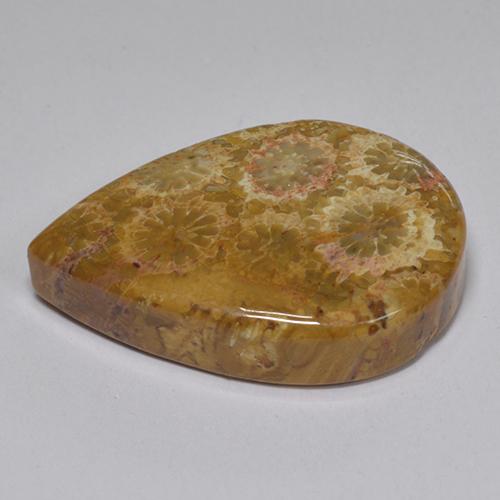 Corail fossile Multicolore naturelle En forme de poire, 13.74 ct, Opaque