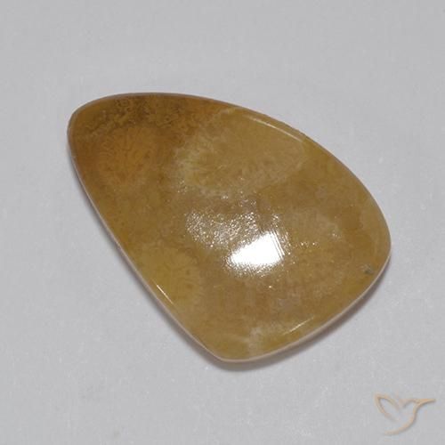 8.15ct Naturel Multicolore corail fossile, Fantaisie, Opaque