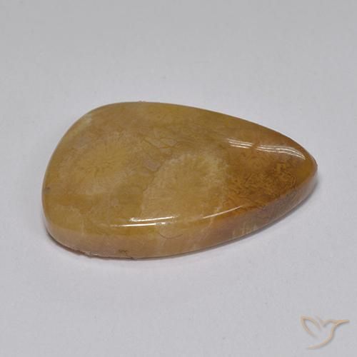 corail fossile Multicolore naturelle Fantaisie, 8.15 ct, Opaque