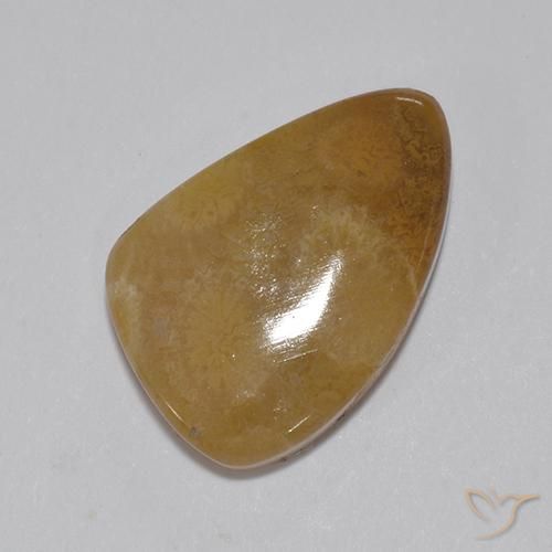 corail fossile Multicolore naturelle Fantaisie, 8.15 ct, Opaque