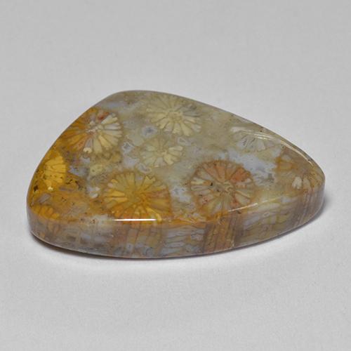 Corail fossile Multicolore naturelle Forme fantaisie, 11.00 ct, Opaque