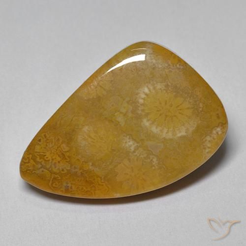 9.42ct Naturel Multicolore corail fossile, Fantaisie, Opaque