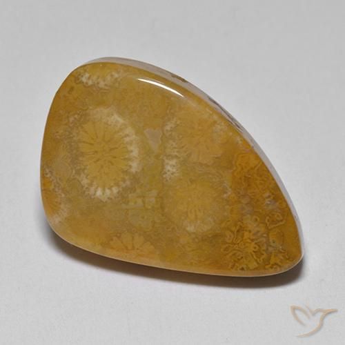 corail fossile Multicolore naturelle Fantaisie, 9.42 ct, Opaque