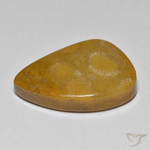 corail fossile Multicolore naturelle Fantaisie, 9.42 ct, Opaque