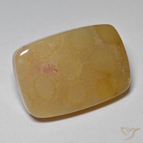 corail fossile Multicolore naturelle Coussin, 16.47 ct, Opaque