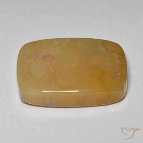 corail fossile Multicolore naturelle Coussin, 16.47 ct, Opaque