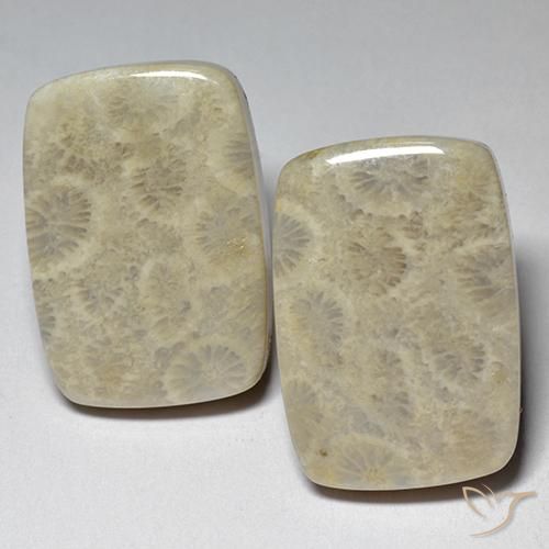 Shop natural 29.07ct Multicolore corail fossile gems, Coussin, from Indonésie at GemSelect. In stock, global shipping!
