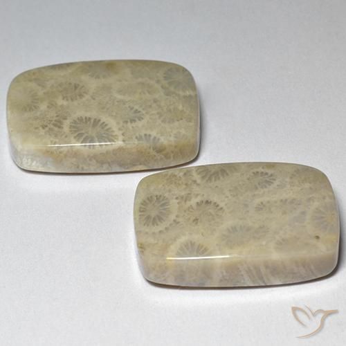Shop natural 29.07ct Multicolore corail fossile gems, Coussin, from Indonésie at GemSelect. In stock, global shipping!