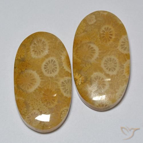 Shop natural 31.80ct Multicolore Corail fossile gems, ovale, from Indonésie at GemSelect. In stock, global shipping!