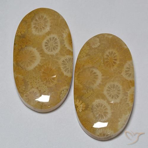 Shop natural 31.80ct Multicolore Corail fossile gems, ovale, from Indonésie at GemSelect. In stock, global shipping!