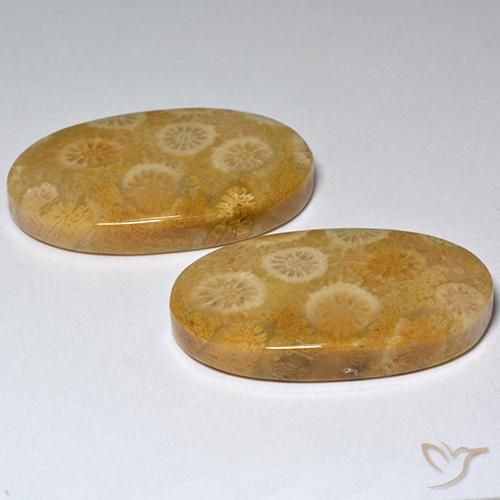 Shop natural 31.80ct Multicolore Corail fossile gems, ovale, from Indonésie at GemSelect. In stock, global shipping!