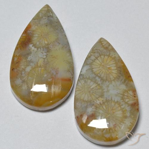 16.21ctw Naturel Multicolore corail fossile, En forme de poire, Opaque