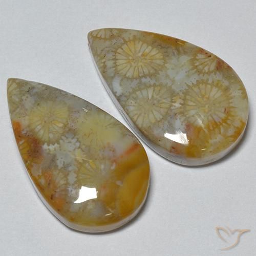Shop natural 16.21ct Multicolore corail fossile gems, En forme de poire, from Indonésie at GemSelect. In stock, global shipping!