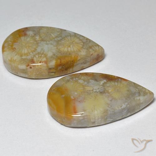 Shop natural 16.21ct Multicolore corail fossile gems, En forme de poire, from Indonésie at GemSelect. In stock, global shipping!