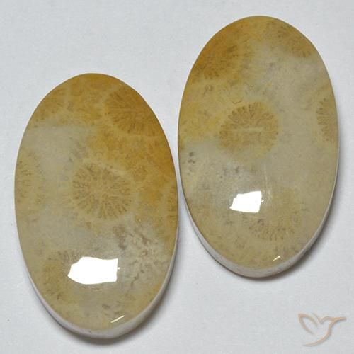 Shop natural 29.14ct Multicolore Corail fossile gems, ovale, from Indonésie at GemSelect. In stock, global shipping!