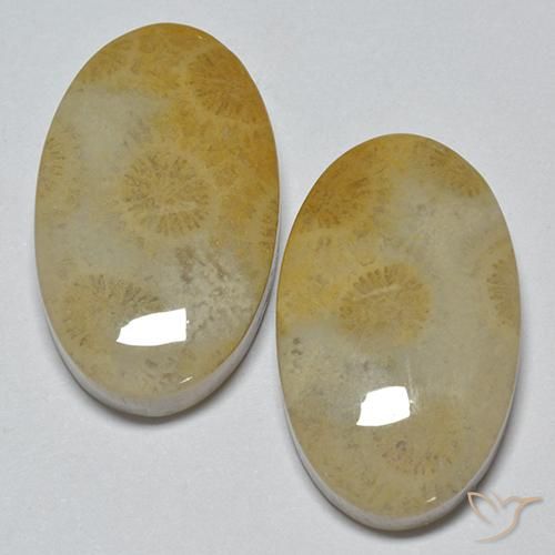 Shop natural 29.14ct Multicolore Corail fossile gems, ovale, from Indonésie at GemSelect. In stock, global shipping!